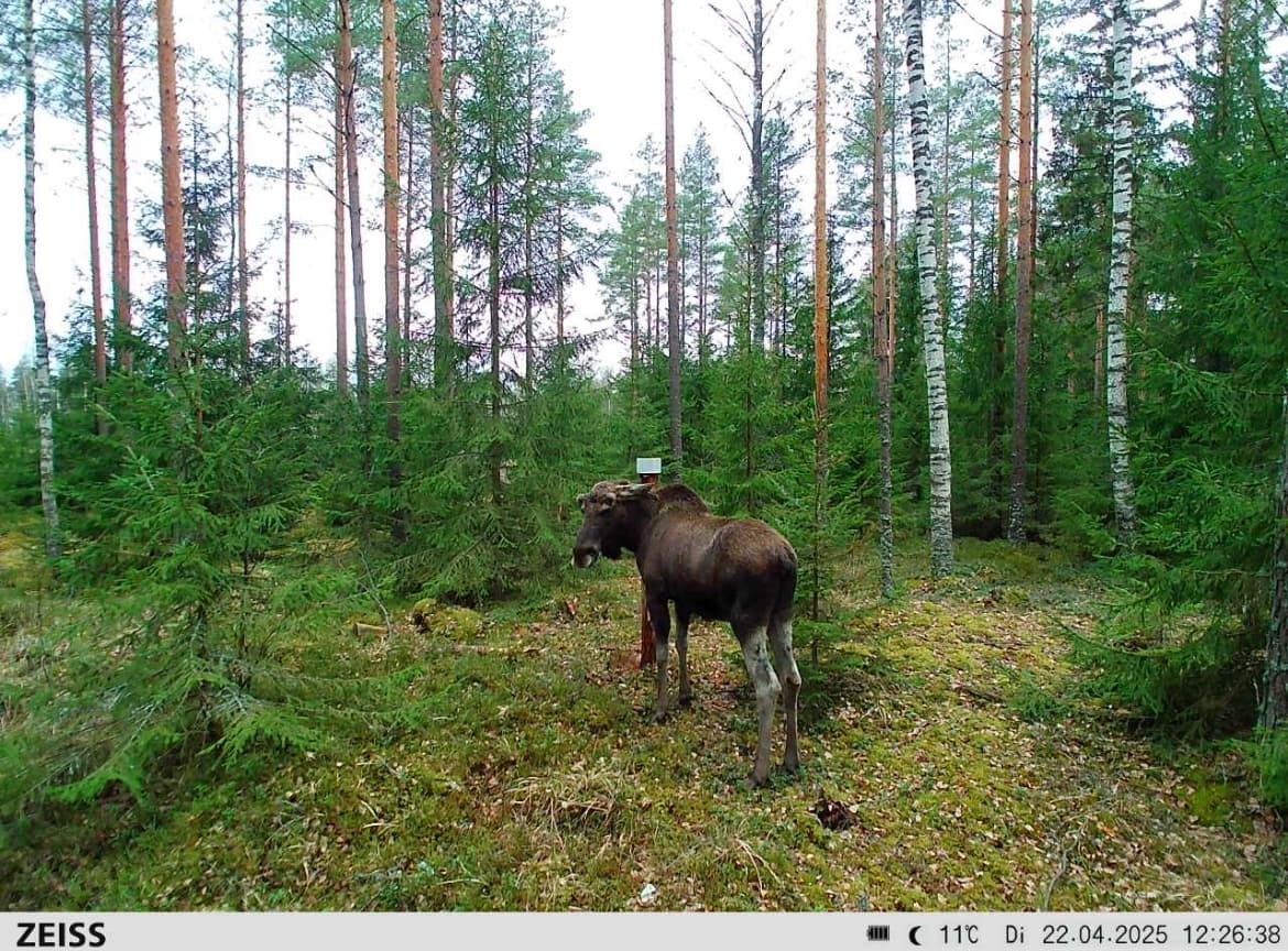 Guided Moose Hunting in Viitasaari, Finland