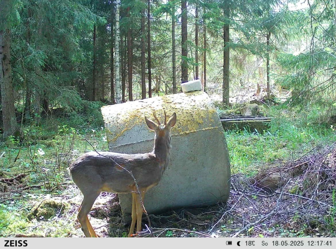 Hiukkamäki Huittinen Finland