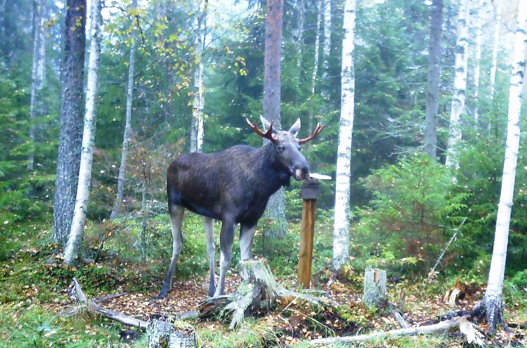Guided Moose Hunting in Viitasaari 3