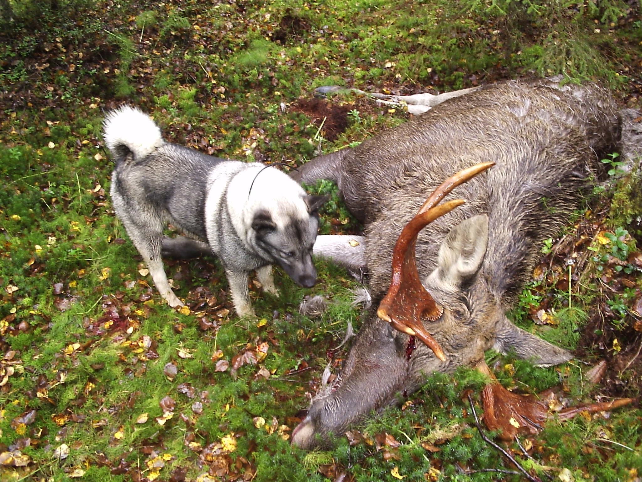 Guided Moose Hunting in Viitasaari