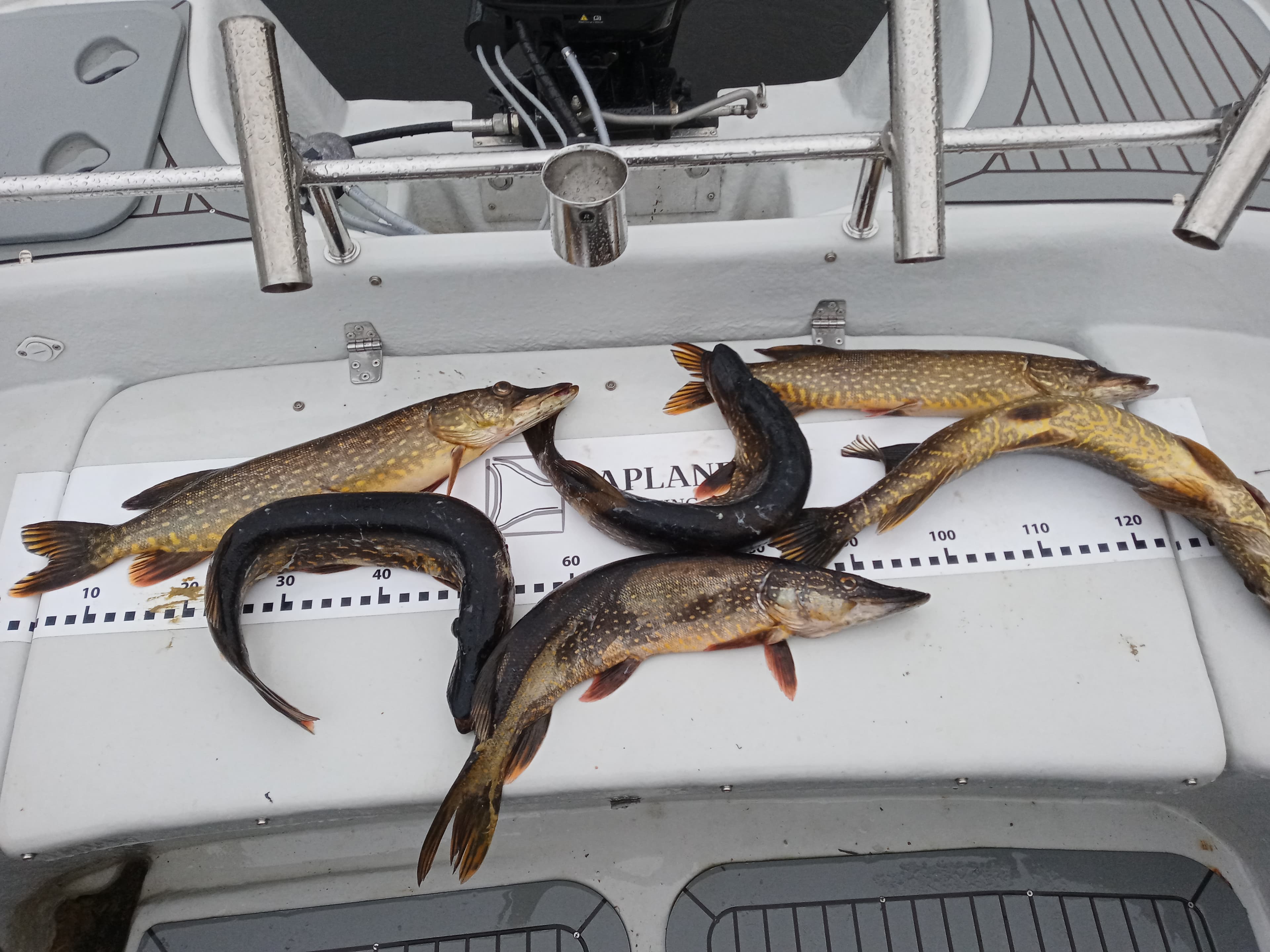 Private Fishing Experience of Northern Pike, Rovaniemi, Lapland, Finland 5