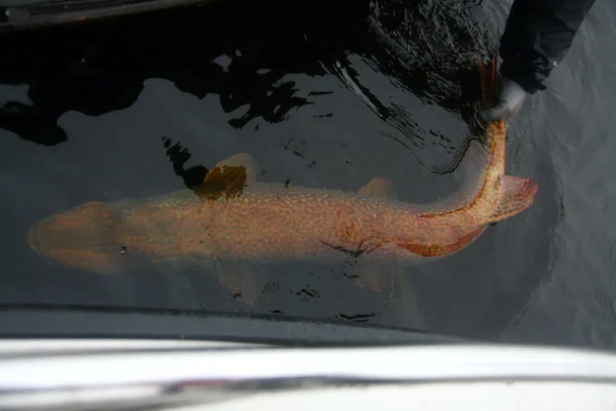 Private Fishing Experience of Northern Pike, Rovaniemi, Lapland, Finland