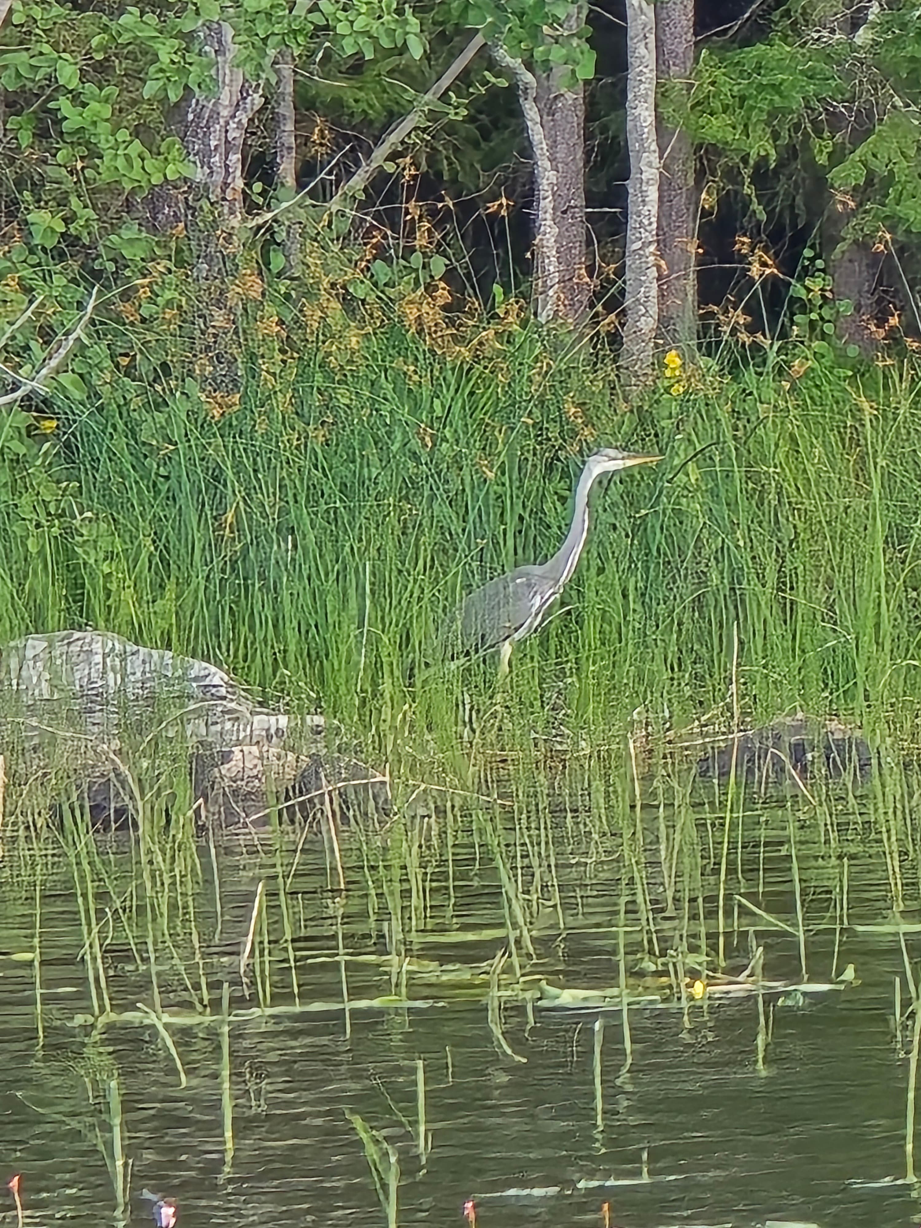 Canoeing in Etelä-Konnevesi National Park 6