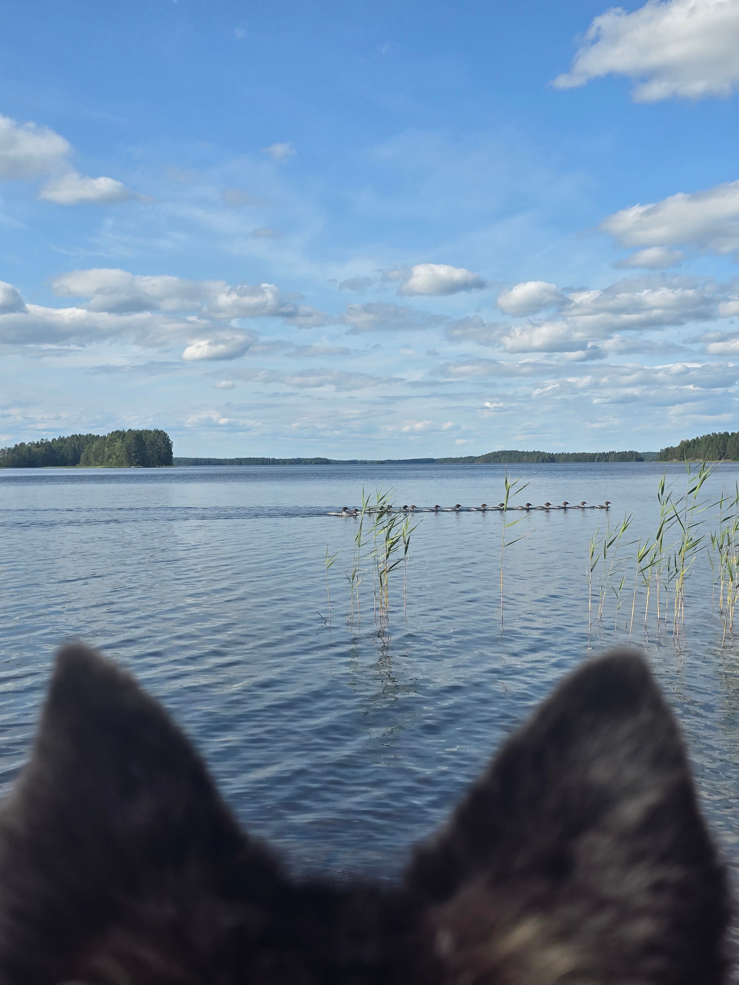 Canoeing in Etelä-Konnevesi National Park 5