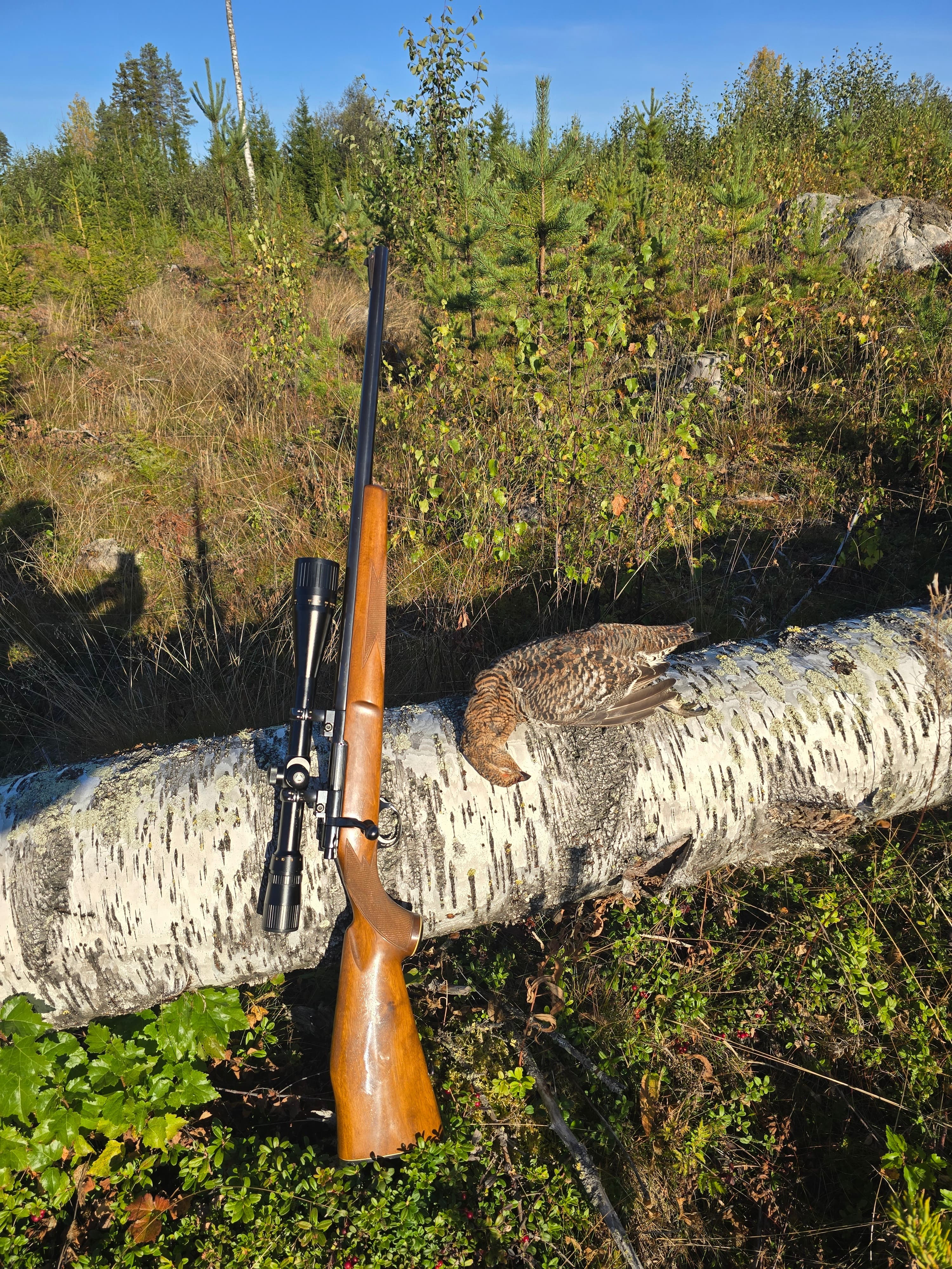 Guided Grouse Hunting in Viitasaari 5