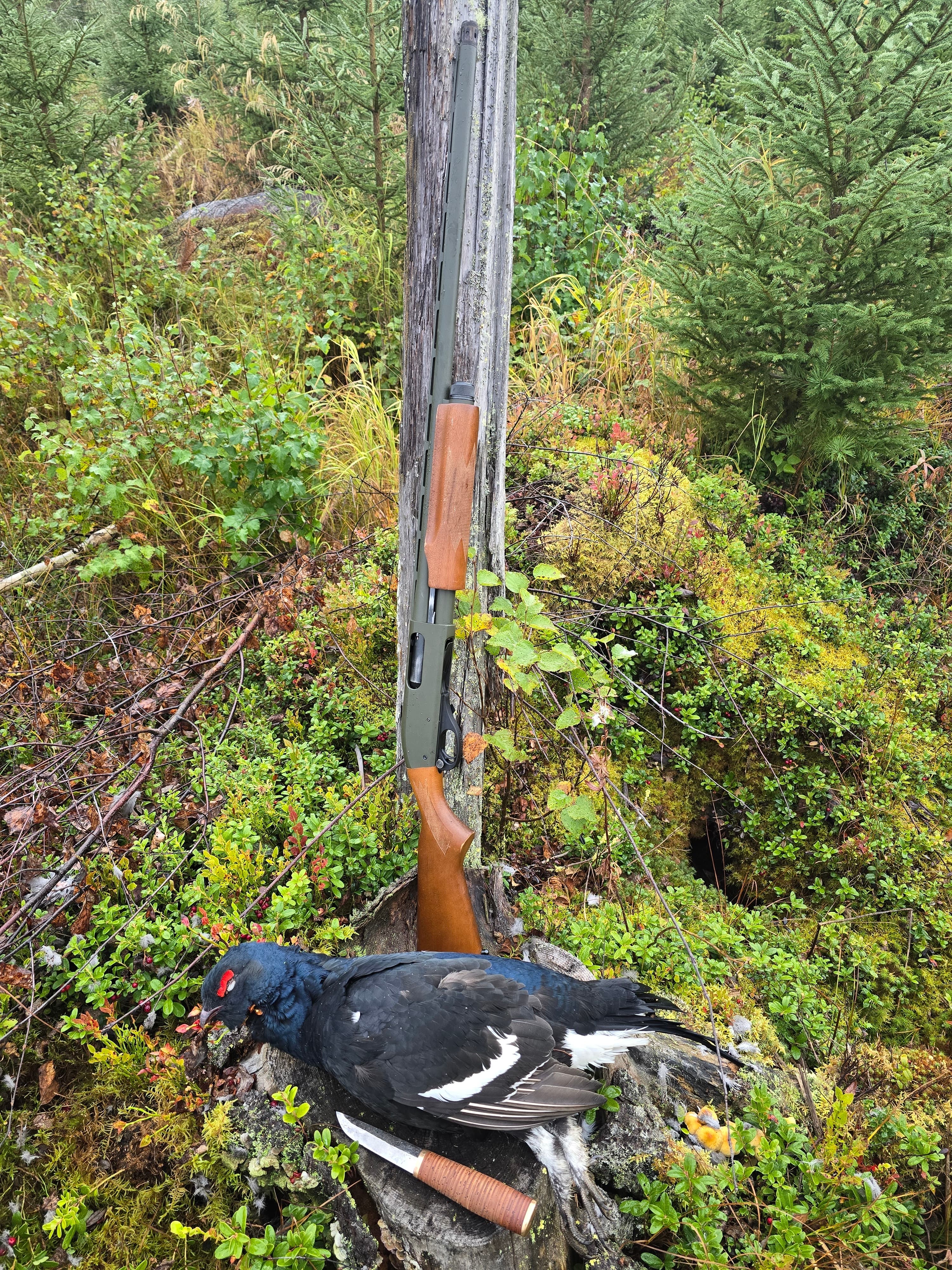 Guided Grouse Hunting in Viitasaari 3
