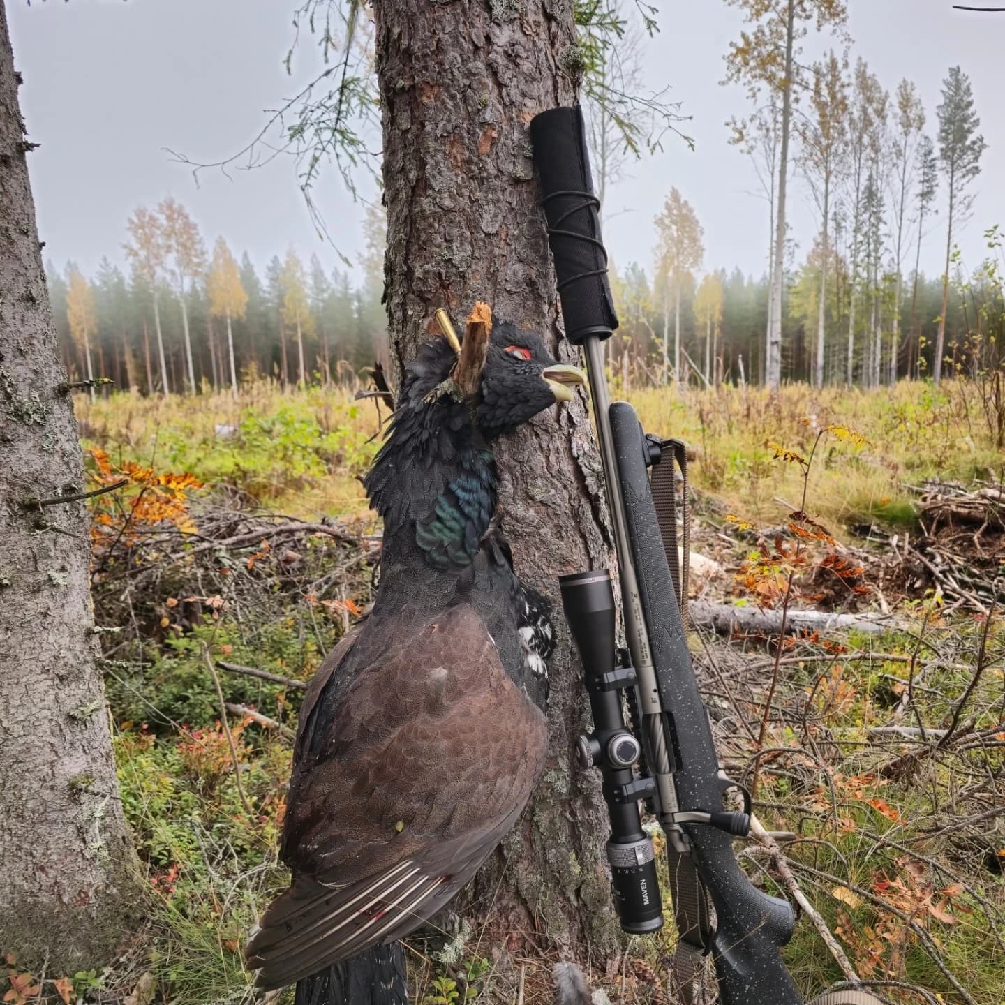 Guided Grouse Hunting in Viitasaari