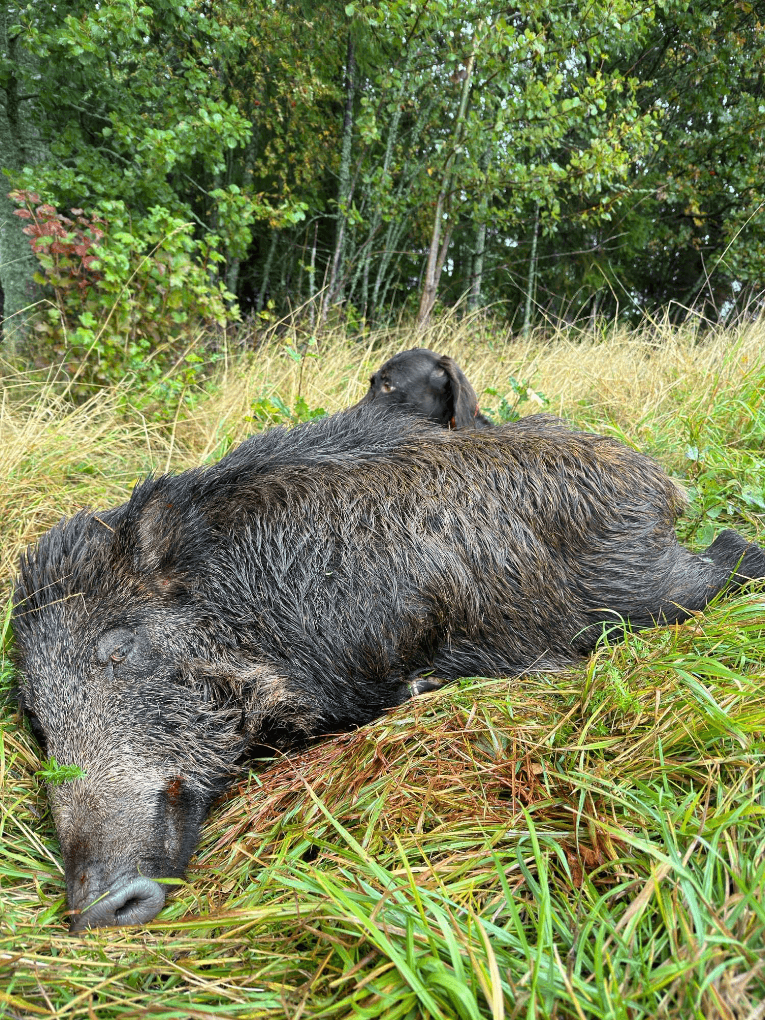 Wild Boar Hunting in Sweden 4