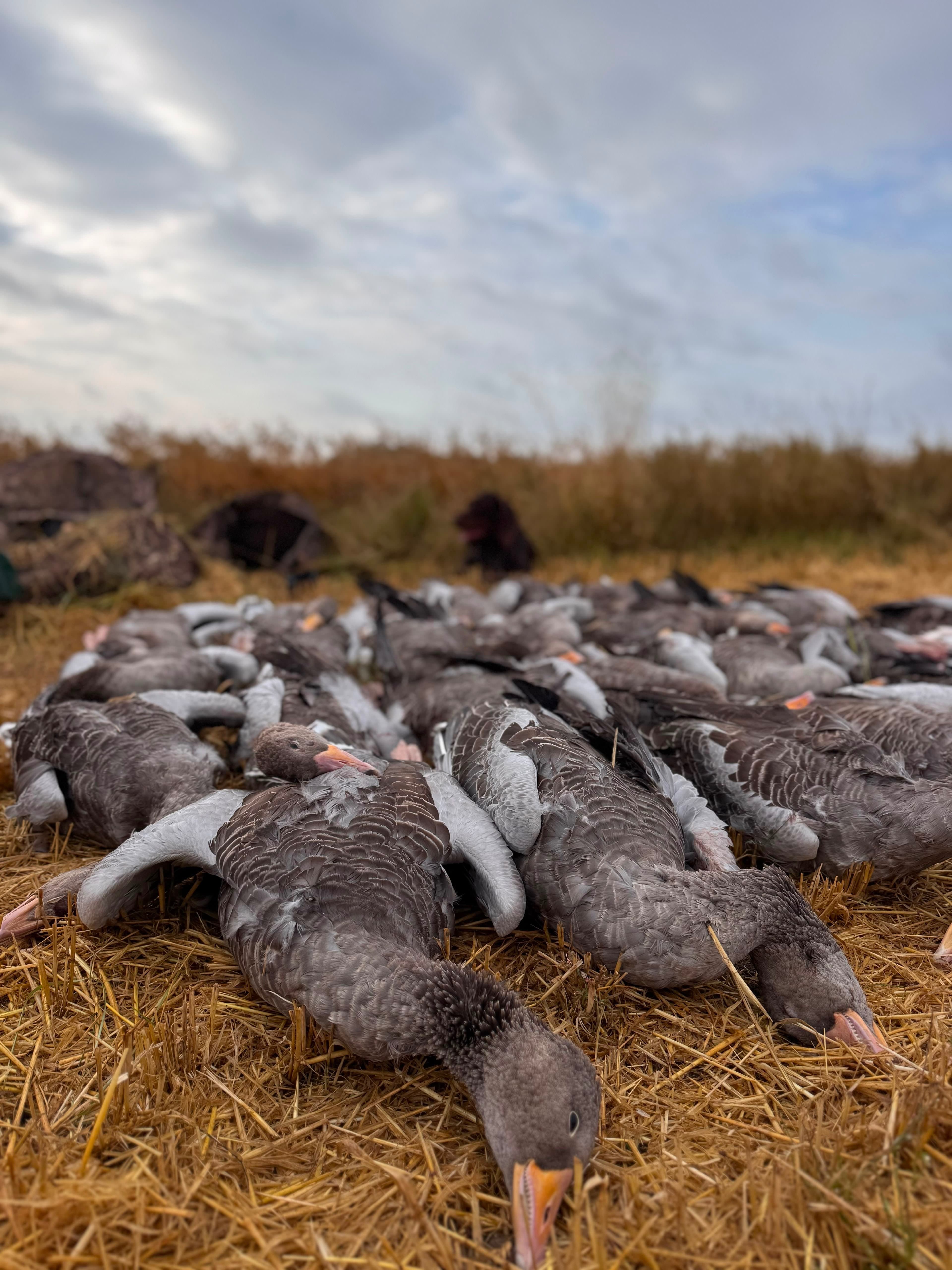 WildExperience Goose Hunt in Kalmar & Öland (18–21 August) 2