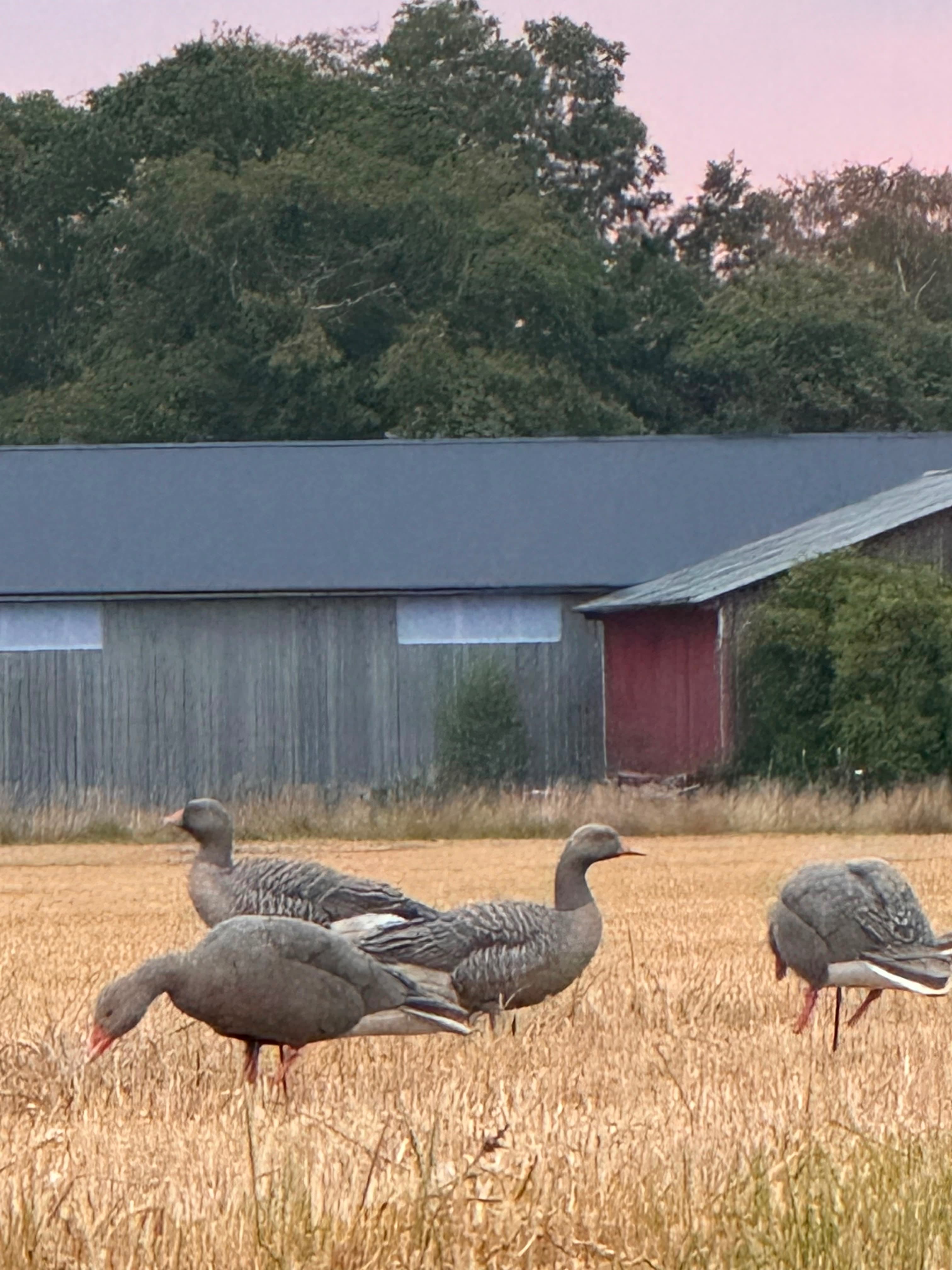 WildExperience Goose Hunt in Kalmar & Öland (18–21 August)