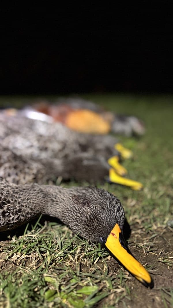 Bird Hunting Trip in South Africa 3