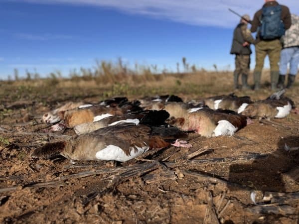 Bird Hunting Trip in South Africa 1