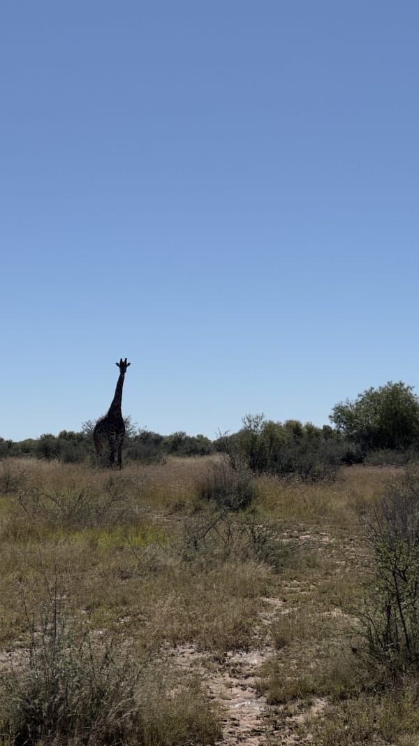 Bird Hunting Trip in South Africa 2
