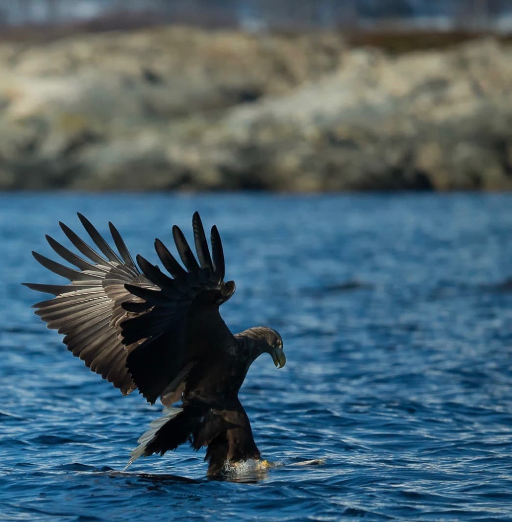 Arctic Boat Safari in Senja's Fjords – Sea Eagles and Unique Coastal Wildlife 1