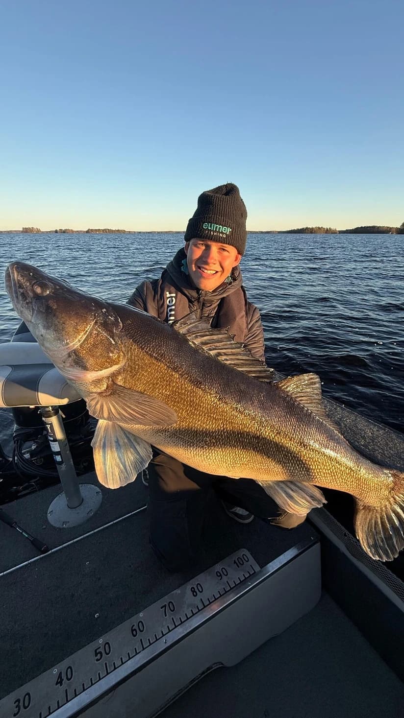Live Zander Fishing on the Lake
