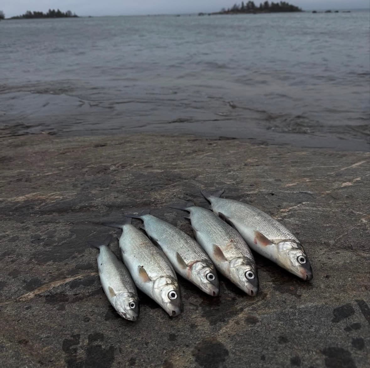 Whitefish Bottom Fishing in Merikarvia 2