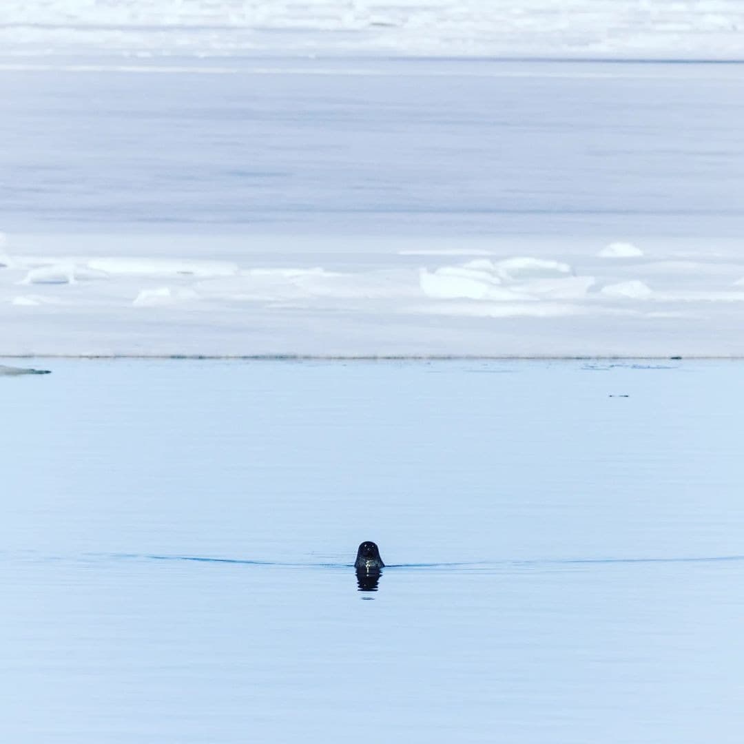 Seal Hunting from a Driftwood Hide in the Rahe Archipelago 5