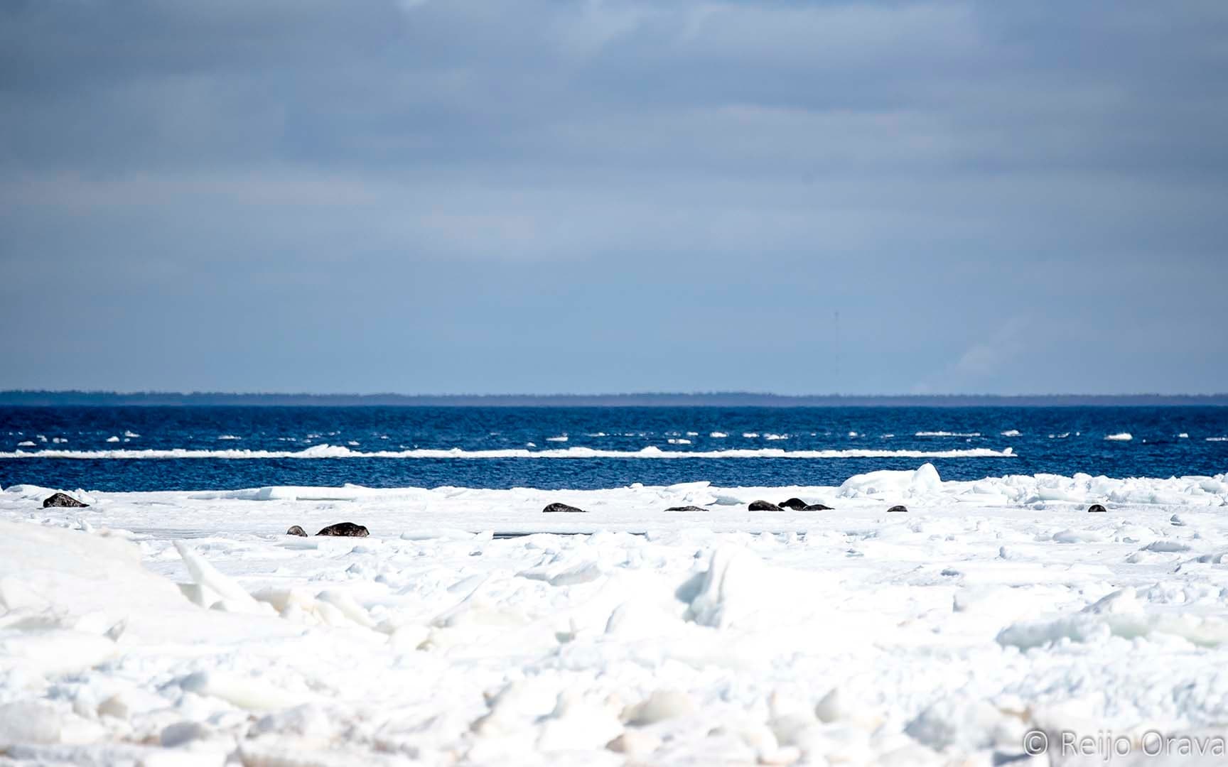 Seal Hunting from a Driftwood Hide in the Rahe Archipelago 4