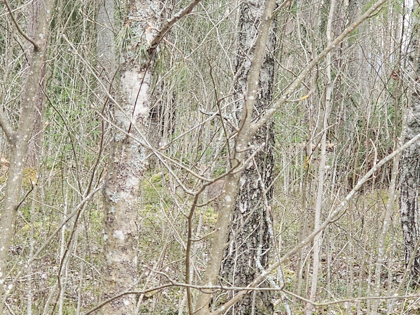Deer hunting for children 1