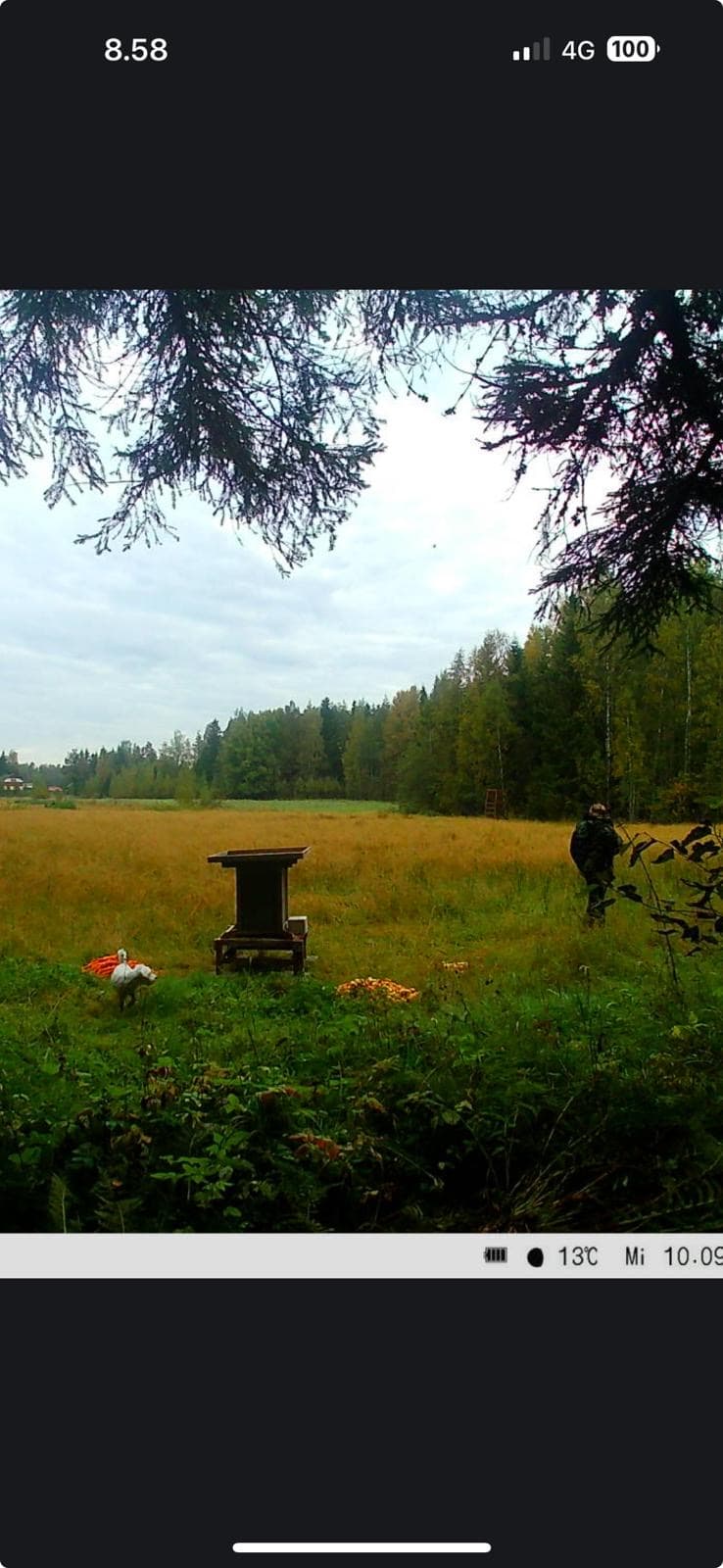 Kyttäystorni ruokinnalla Huittinen